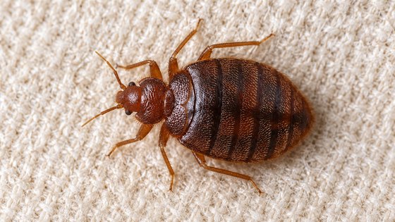 Adult bed bug from above: flattened oval body, six legs, two antennae