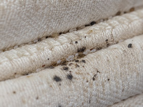 Mattress seam close up: dark faecal marks, pale eggs and moulting remains along the piping