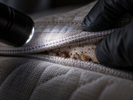 A gloved hand lifts the mattress seam while a torch lights up bed bugs, eggs and faecal marks hidden beneath it