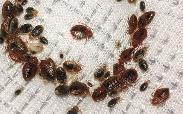 A dense cluster of adult bed bugs, nymphs and shed skins on pale fabric